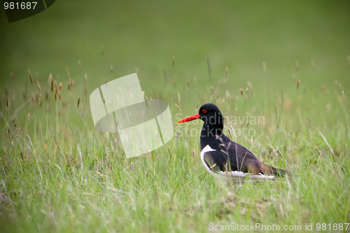 Image of  Iceland bird