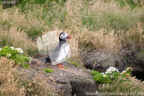 Image of Iceland puffin bird