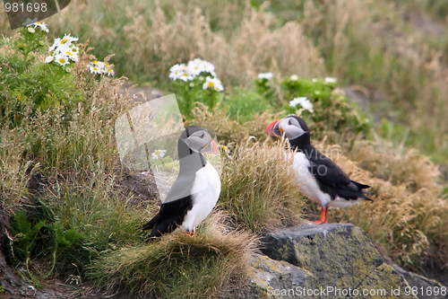 Image of Iceland puffin bird