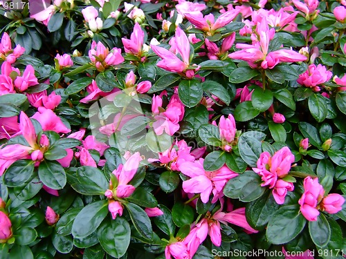 Image of Close up of pink blossom