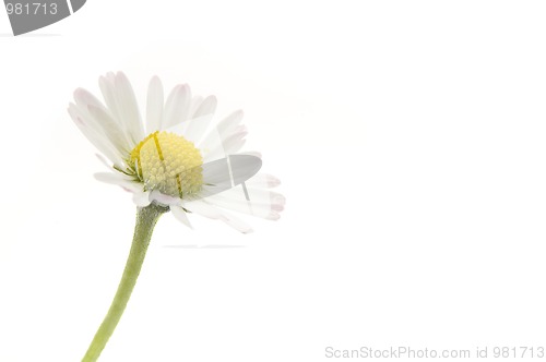 Image of daisy