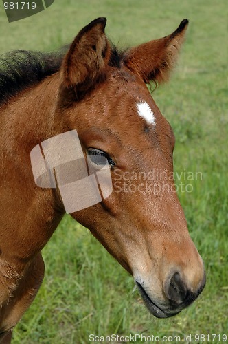 Image of brown horse