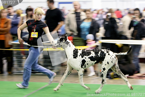 Image of Dog exhibition