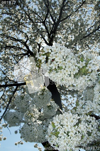 Image of tree flower