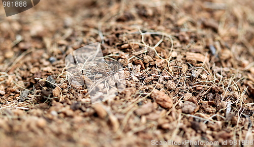 Image of mulch