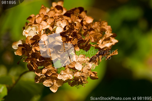 Image of Autumn flowers