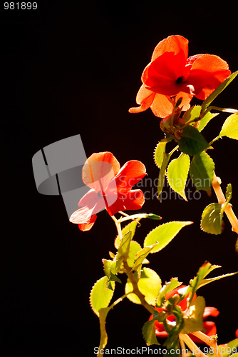 Image of flowers from the balcony