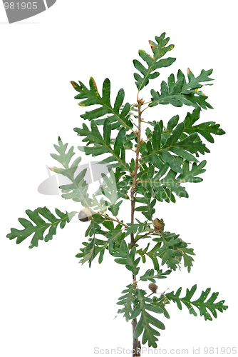 Image of Cork tree brach with green leaves and acorns 
