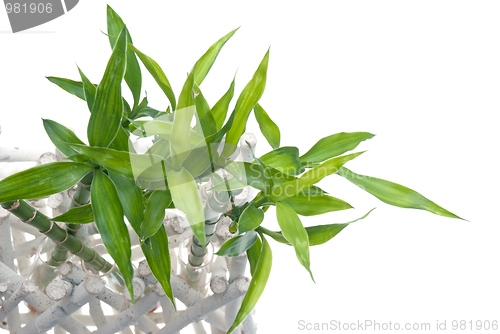 Image of Green bamboo leaves detail