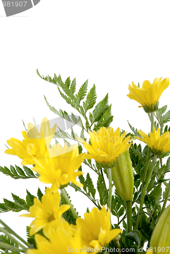 Image of Detail of yellow daisy flowers 