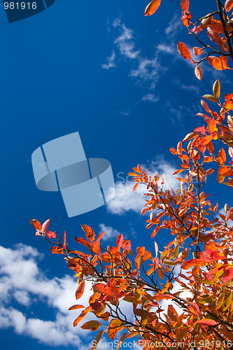 Image of Autumn