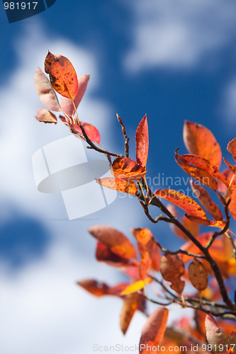 Image of Autumn