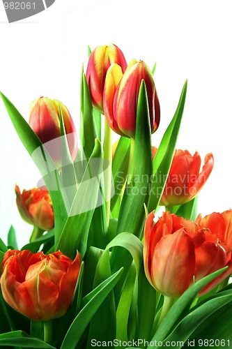Image of Tulips