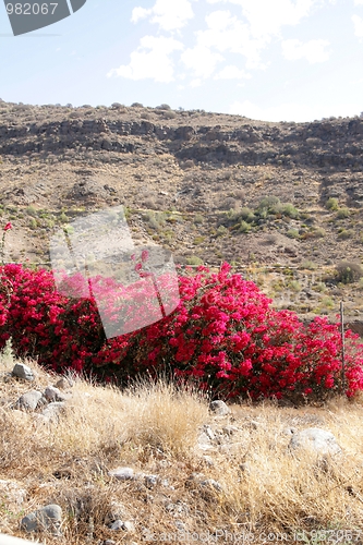 Image of Bougainvillea