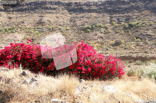 Image of Bougainvillea