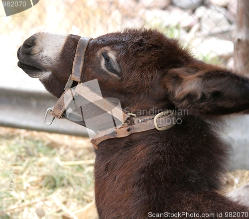 Image of Cute donkey baby