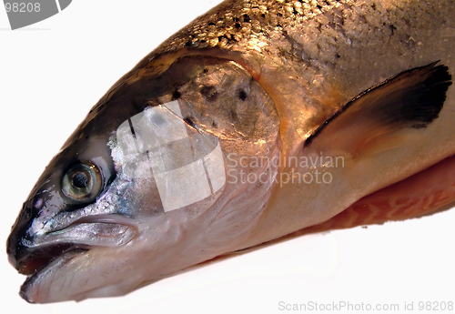 Image of Salmon