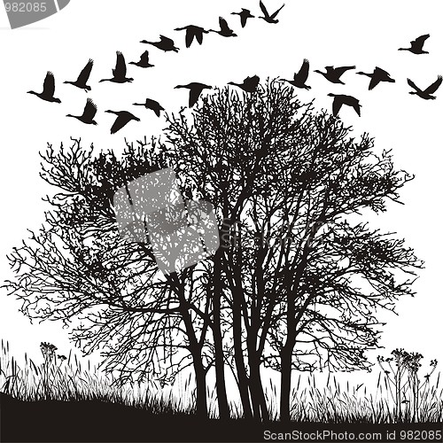 Image of Autumn Landscape And Migratory Geese