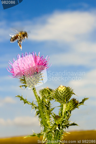 Image of A bee flew over the thistle flower