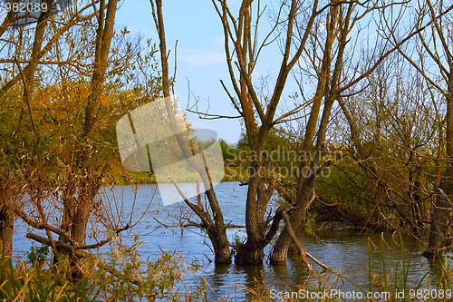 Image of Dry willow tree in a pond