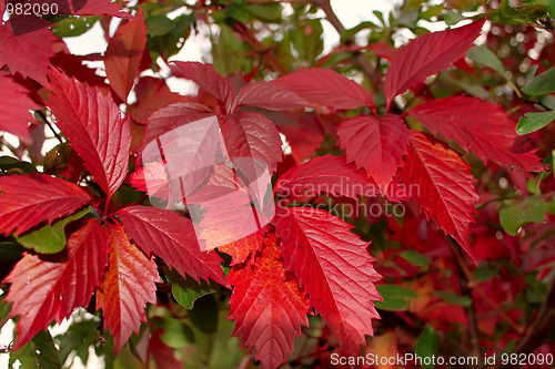 Image of Red leaves of wild grapes