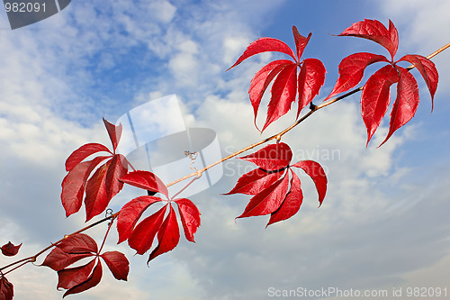 Image of Branch of wild grapes with red autumn leaves