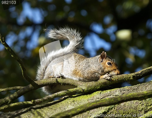 Image of Squirrel