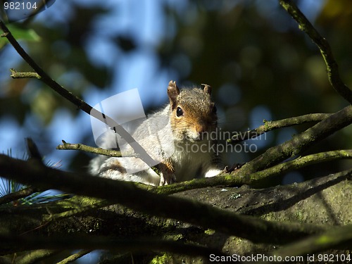 Image of Squirrel