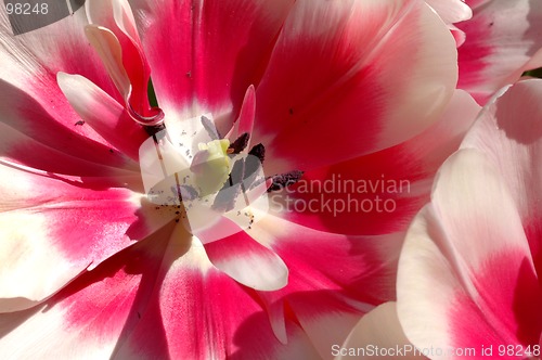 Image of tulip macro