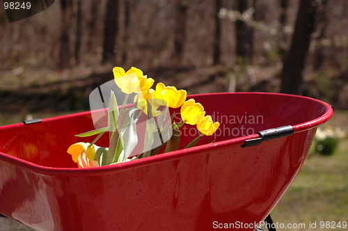 Image of tulips in wheel barrow