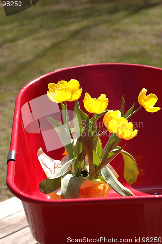 Image of tulips in wheel barrow