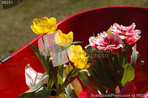 Image of tulips in wheel barrow