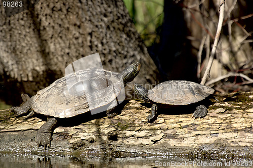 Image of Painted Turtles (Chrysemys picta)
