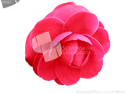 Image of Camellia