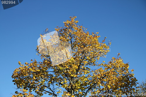 Image of Tree with yellow leefs against blu sky