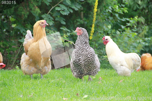 Image of Free walking chickens in green surroundings