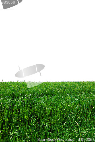 Image of green grass isolated on white 