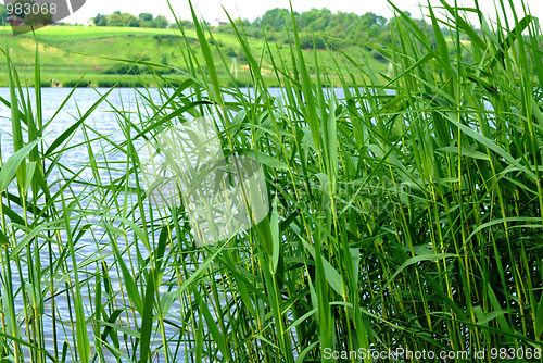 Image of reeds at the lake