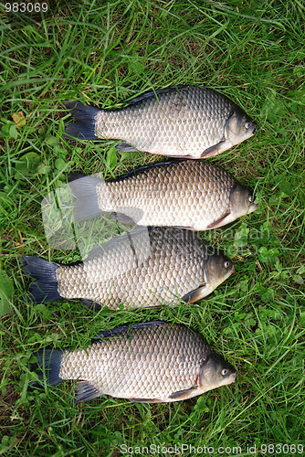 Image of The Crucian Carp (Carassius carassius) 