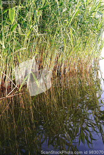 Image of reeds at the lake