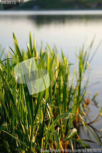 Image of reeds at the lake