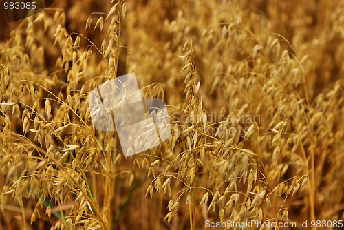 Image of grain field