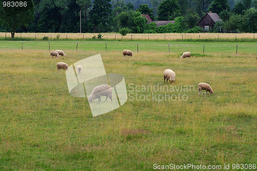 Image of sheep farm