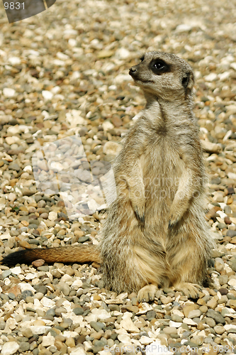 Image of Meerkat