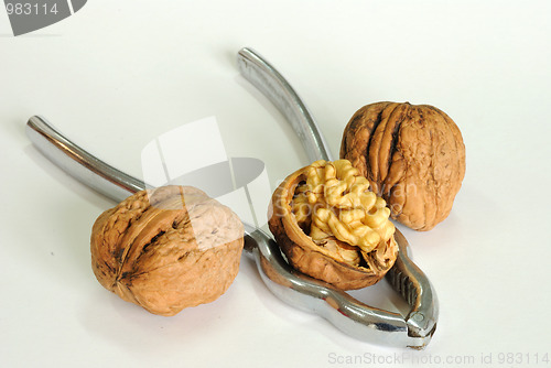 Image of Walnut with pincers