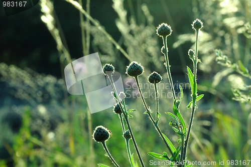 Image of grass in backlight