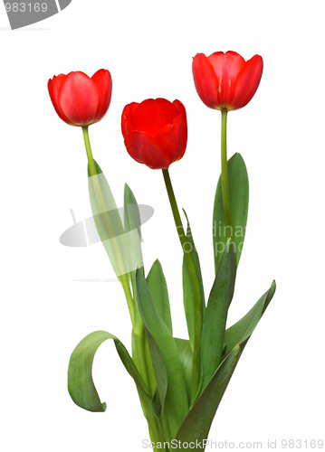 Image of three red tulip bunch