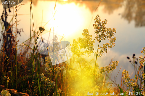 Image of grass on riverside at dawn