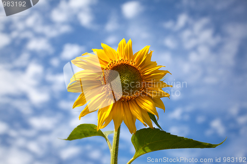 Image of Sunflower Helianthus annuus