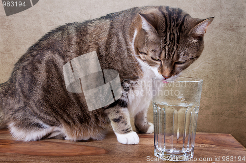 Image of Cat with water